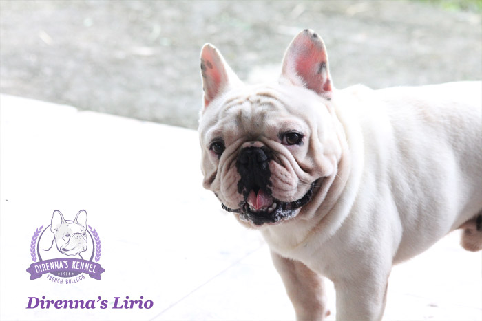 lirio-bulldog-frances7