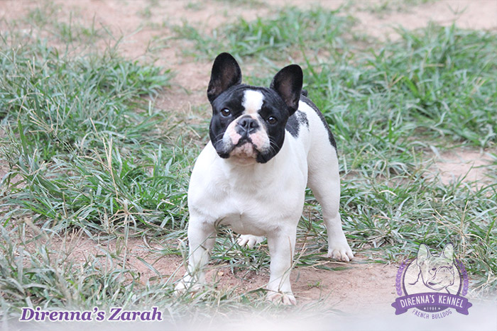 zarah991