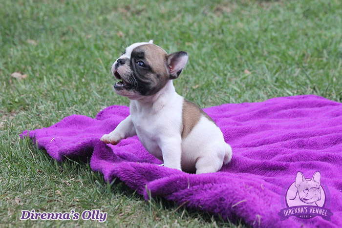 olly93