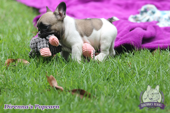popcorn91