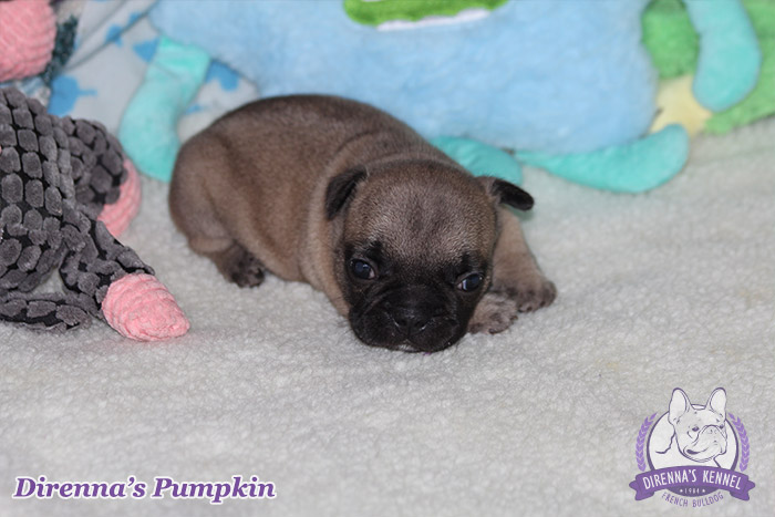 pumpkin999