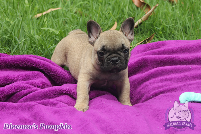 pumpkin99994