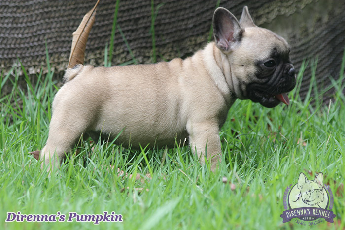 pumpkin99996