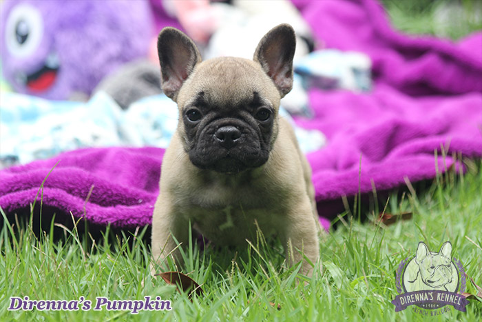 pumpkin99997