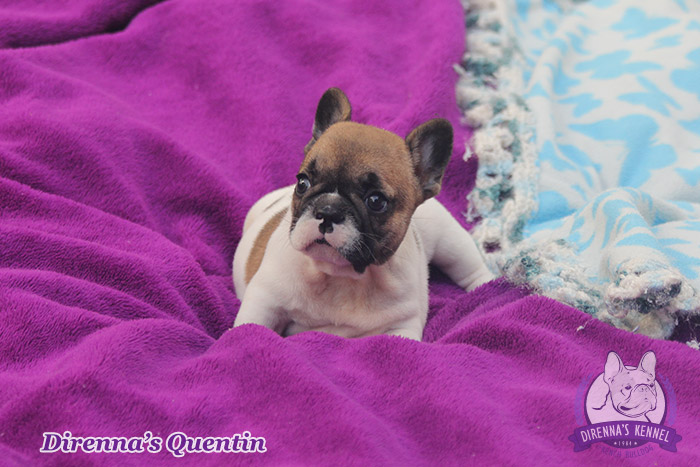 quentin2
