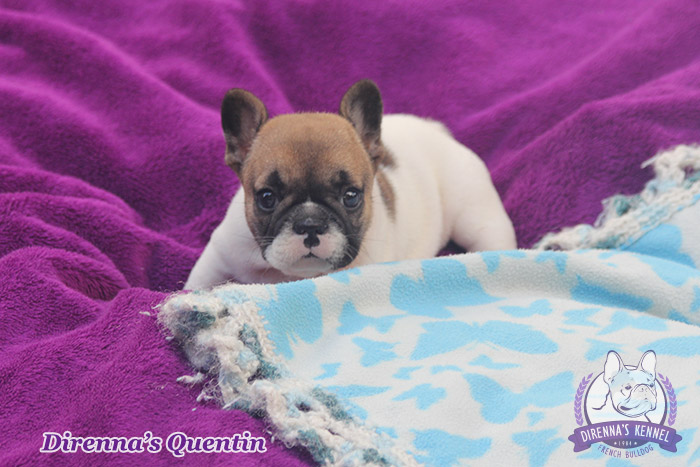 quentin3