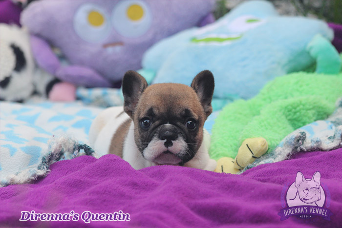 quentin5