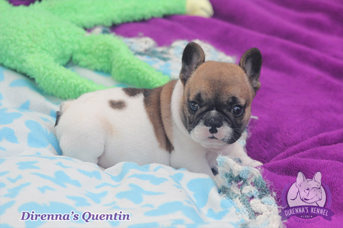 quentin6