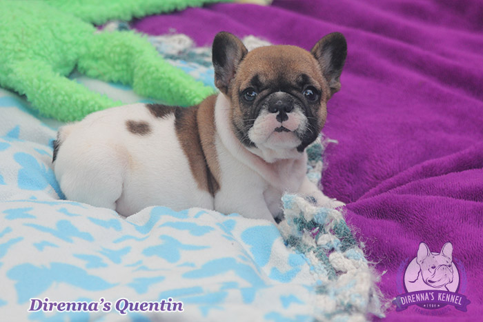quentin7