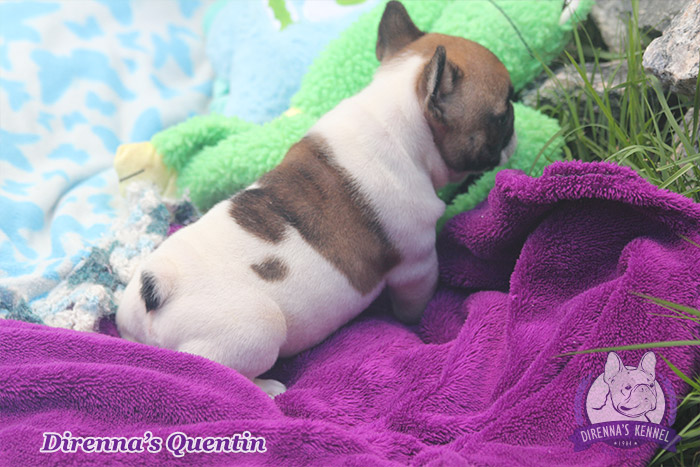 quentin8
