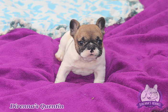 quentin9