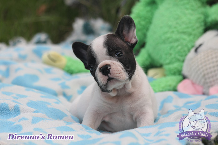 romeu98