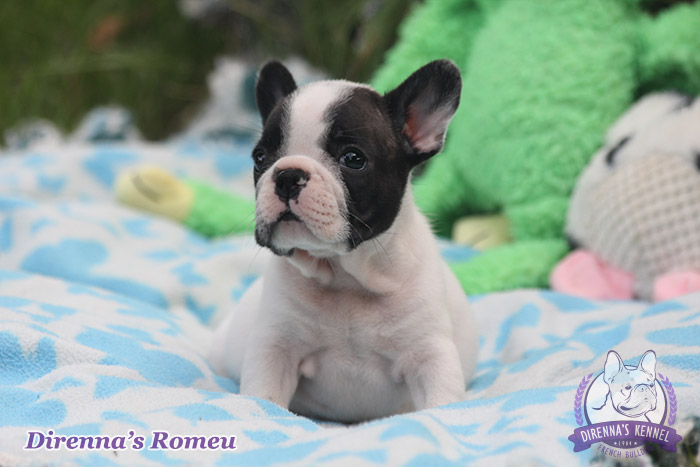 romeu99