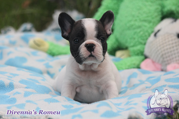 romeu991