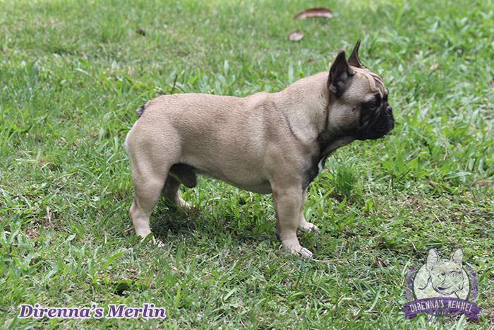 Merlin4