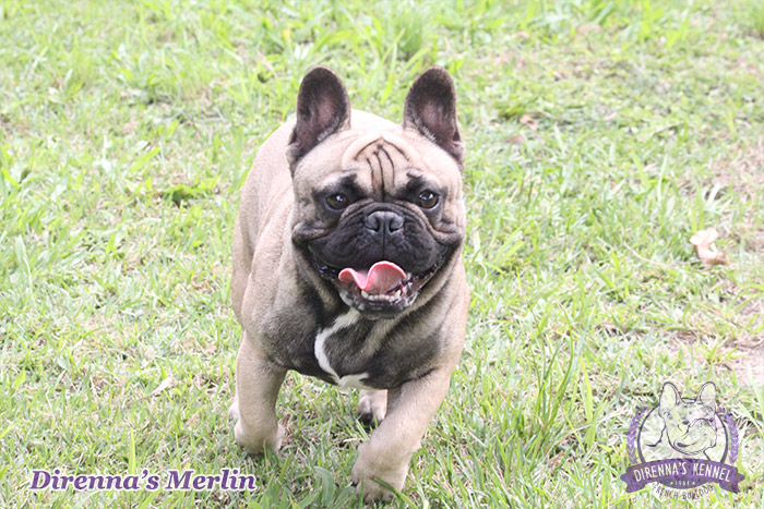 Merlin6