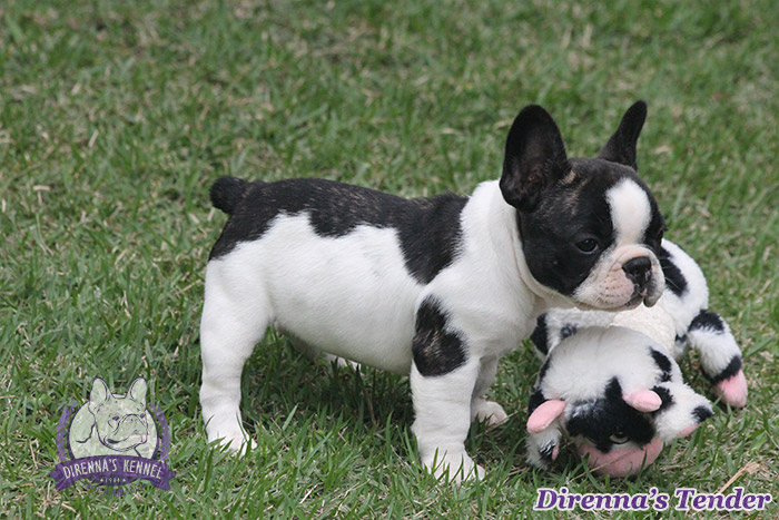 tender8
