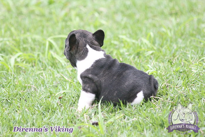 viking991