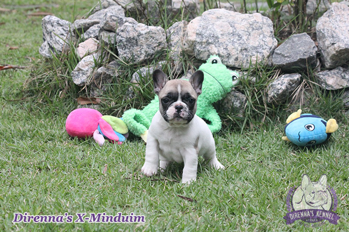 x-minduim1