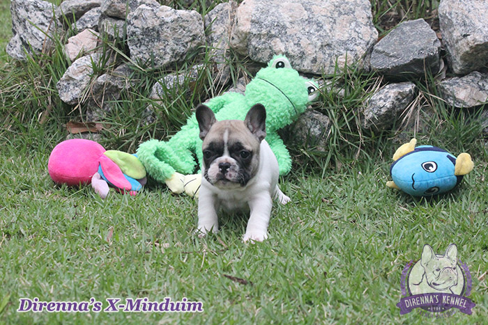 x-minduim2