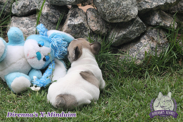 x-minduim4