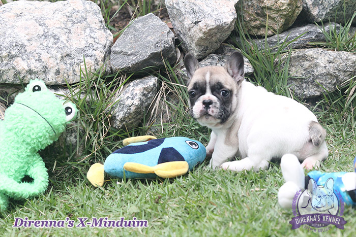 x-minduim6