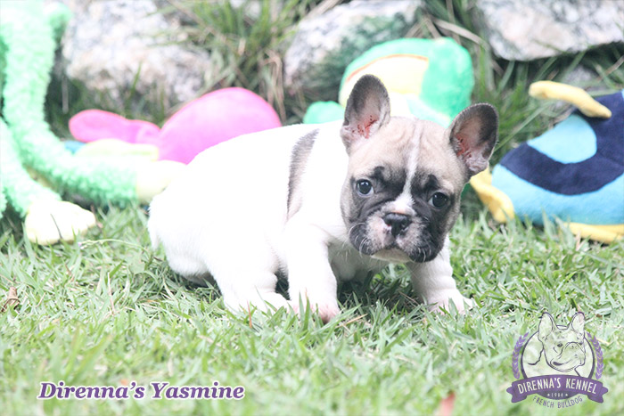 yasmine2