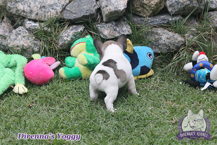 yoggy1
