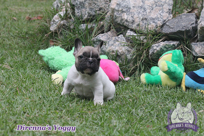yoggy3