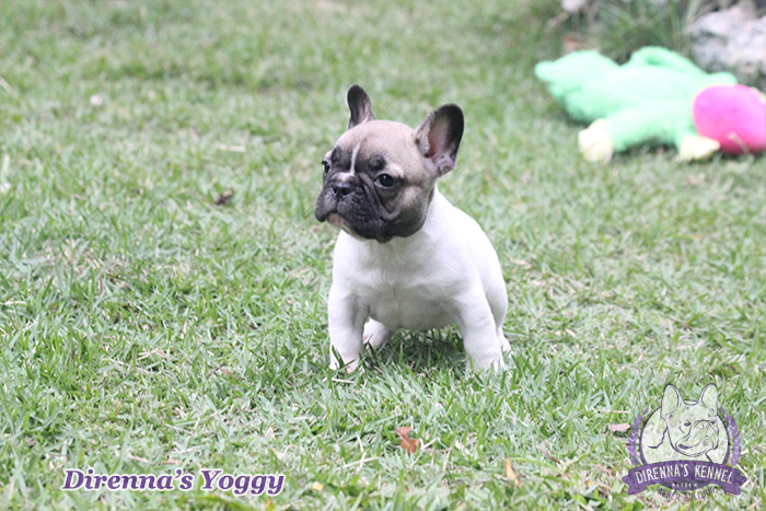 yoggy4