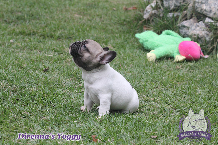 yoggy6