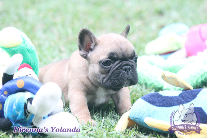 yolanda2