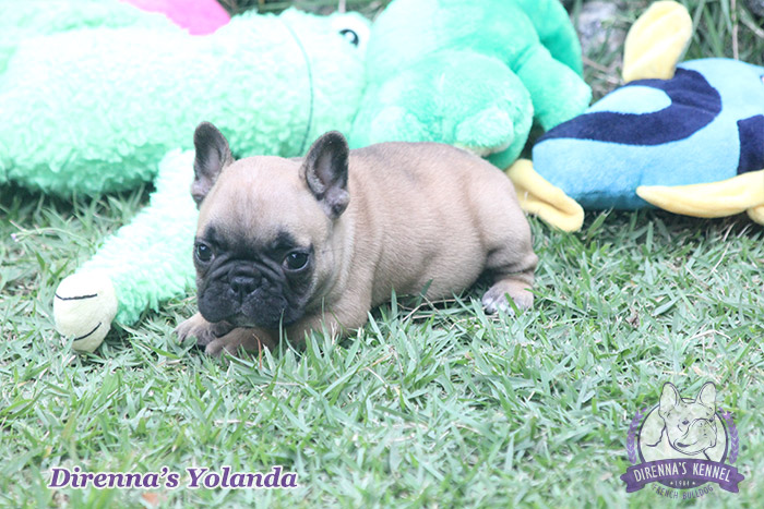 yolanda3