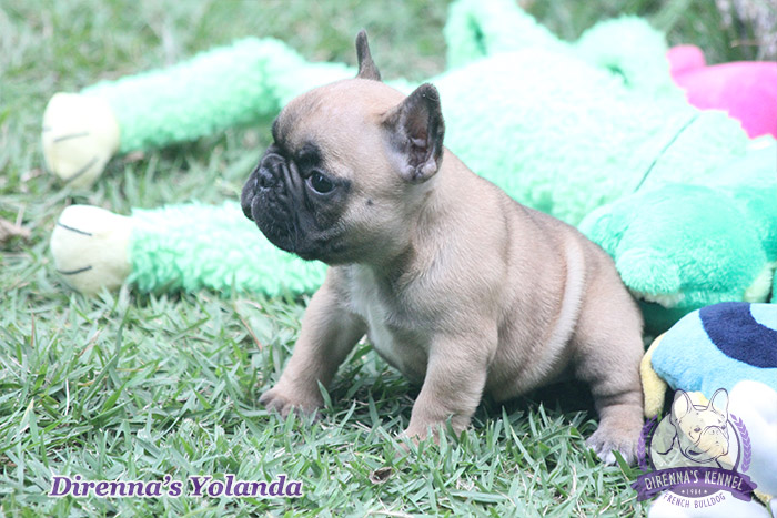 yolanda4