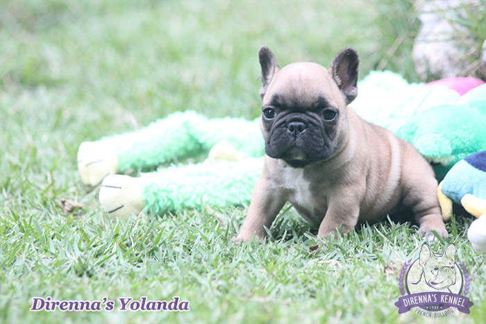 yolanda5
