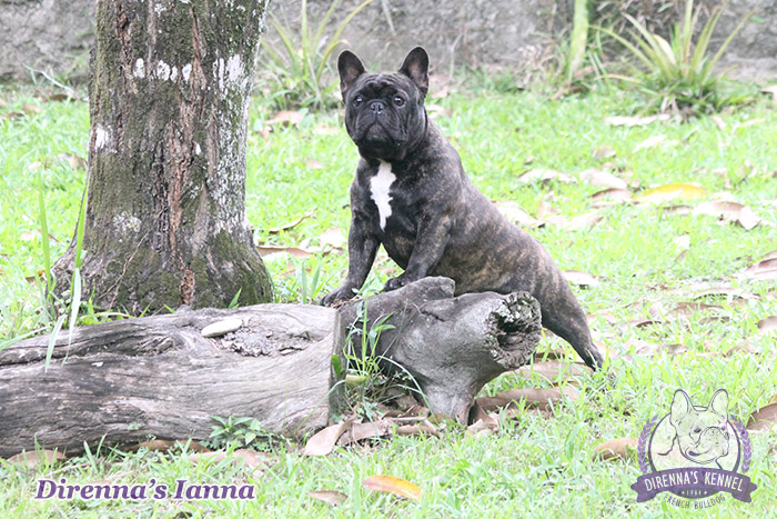 ianna2