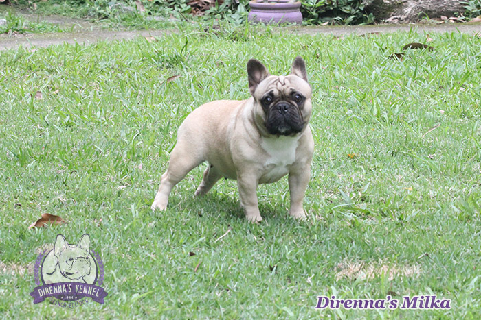 milka3