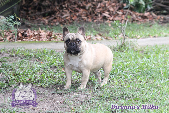 milka4